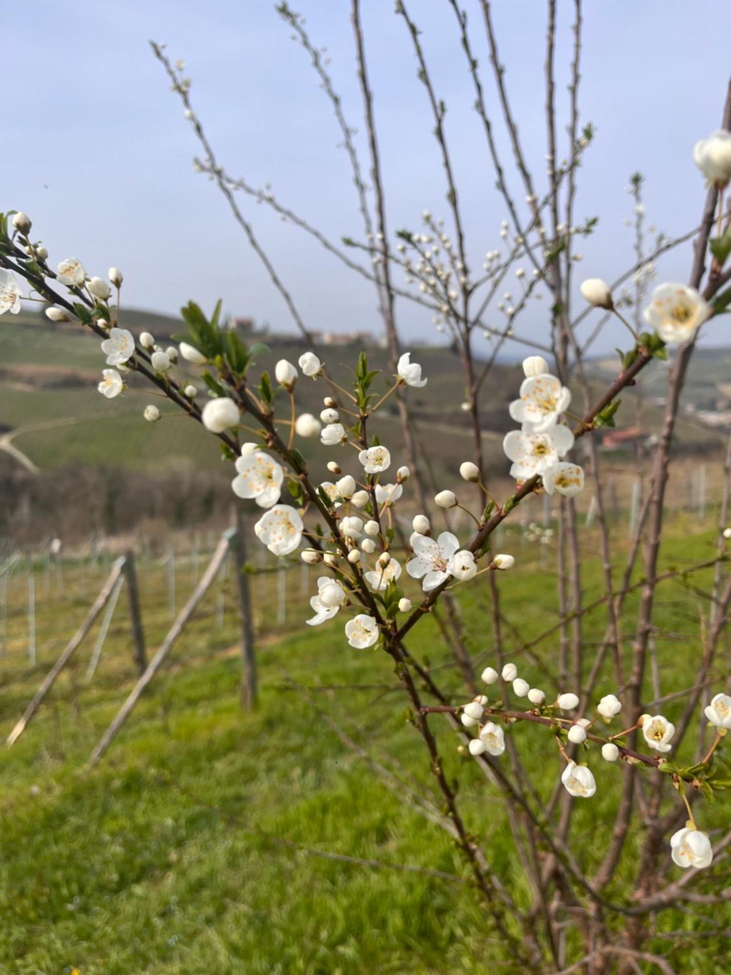 فندق Le Cornici - Cascina Di Charme Diano dʼAlba المظهر الخارجي الصورة